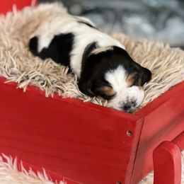 Chestnut - Black brown and white female Basset Hound puppy in Lone Jack, Missouri from Wee Little Bassets
