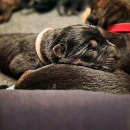 White collar (Socks) - Black and red male German Shepherd puppy in Hermitage, Pennsylvania from Shepherds of the Hundred Acres