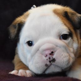 English Bulldog Puppies from Raise The Woof Bulldogs