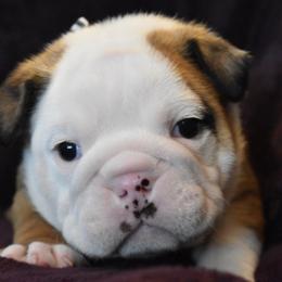 English Bulldog Puppies from Raise The Woof Bulldogs