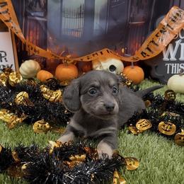 Blue and Cream Longhair Female - Blue and cream female Dachshund puppy in Killeen, Texas from Southern Dachshunds