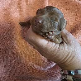 Chocolate based red male - Red male Dachshund puppy in Pueblo, Colorado from HotDachs