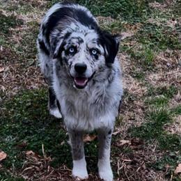 Icee - Miniature Australian Shepherd