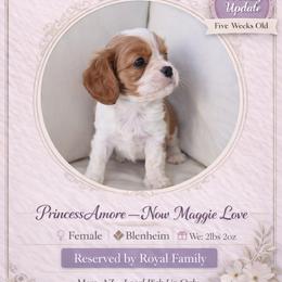 Princess Amore - Blenheim female Cavalier King Charles Spaniel puppy in Mesa, Arizona from Comfort Royalty Cavaliers