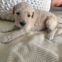 Simba - Cream male Goldendoodle puppy in Fairhope, Alabama from Farihope Family