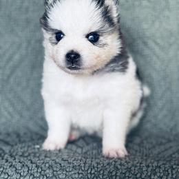 Charming - Black and white male Pomsky puppy in Grass Valley, California from Karalot Pomskies