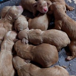 Boy 7 - Apricot male Goldendoodle puppy in Silverton, Oregon from Rambler Goldens