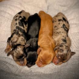 Purple Collar Dapple Girl - Dapple female Dachshund puppy in North Port, Florida from Jessica Louise Dachshunds