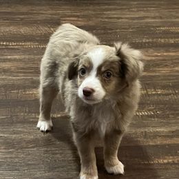 Stu Lou Who - Toy Australian Shepherd puppy from Willow Ridge Mini and Toy Aussies