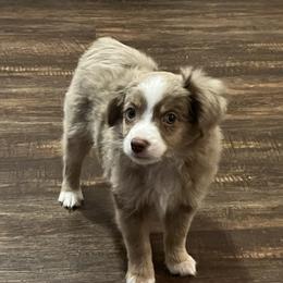 Stu Lou Who - Toy Australian Shepherd puppy from Willow Ridge Mini and Toy Aussies