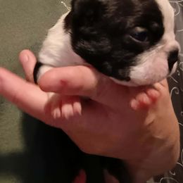 Girl 1 - Black and white female Boston Terrier puppy in Canmer, Kentucky from Hiser's Bluegrass Bostons