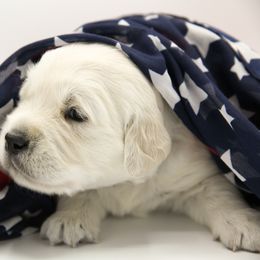 Golden Retriever Puppies from Gravitas Golden Retrievers