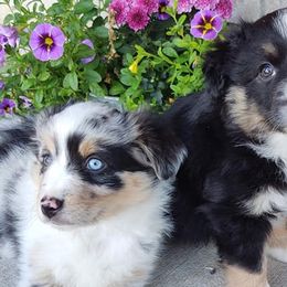 Dachshunds, Miniature Australian Shepherds, and Poodles from Happy Puppy Paws