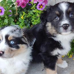Dachshunds, Miniature Australian Shepherds, and Poodles from Happy Puppy Paws