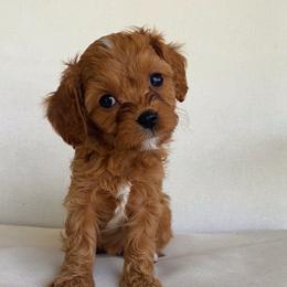 Pebble - Red female Cavapoo puppy in Van Alstyne, Texas from Home Grown Puppies