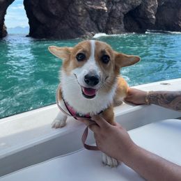 Barbie - Pembroke Welsh Corgi