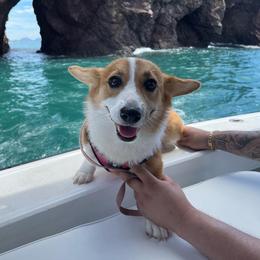 Barbie - Pembroke Welsh Corgi