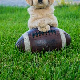 Goldendoodles and Poodles from Grand Valley Goldendoodles
