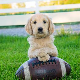 Goldendoodles and Poodles from Grand Valley Goldendoodles