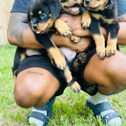 Rottweiler Puppies from Inexorable Haus Early Rotts