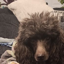 Roxy - Poodle