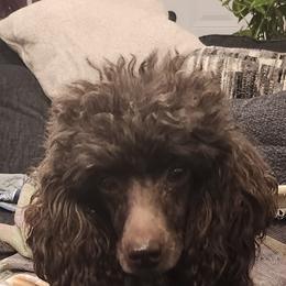 Roxy - Poodle