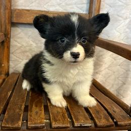 Full fluffy Ella - Black and white female American Corgi puppy in Decatur, Texas from Bar S Corgis