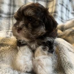 Emma - Chocolate female Havanese puppy in Starr, South Carolina from Home with Havanese