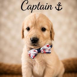 Captain - Golden male Golden Retriever puppy in San Bernardino, California from Thegoldendreams1