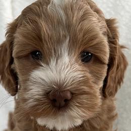 Australian Labradoodles from Southside Labradoodles