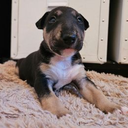 Gonzo - Black brindle and white male Miniature Bull Terrier puppy in Hollywood, Florida from Mini Bull Lane