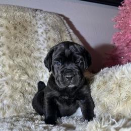 Pink Collar - Black brindle female Cane Corso puppy in Fairfield, California from Royal Class Kennels