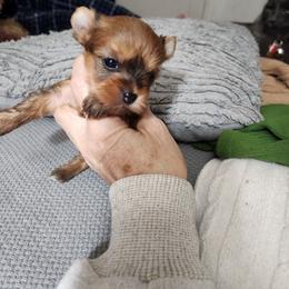 Autum - Gold female Yorkshire Terrier puppy in Sidney, Ohio from Little Yorkie World
