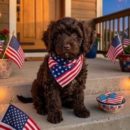 Fudge - Chocolate male Cavapoo puppy in Caldwell, Idaho from Leila Pearson