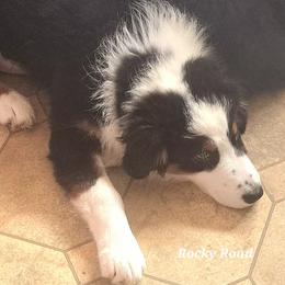 Rocky Road - Black tri-color male Australian Shepherd puppy in Elk Creek, Missouri from Hearts on Fire Australian Shepherds