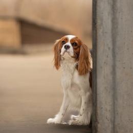 Angel - Cavalier King Charles Spaniel