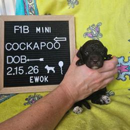 Ewok - Brown and white male Cockapoo puppy in Fort White, Florida from Jade