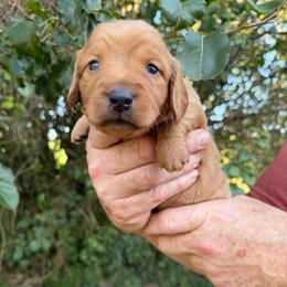 SpongeBob SquarePants - Red male Dachshund puppy in Knoxville, Tennessee from Over The Moon Minis