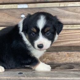 Girl 1 - Miniature Australian Shepherd puppy in Paris, Texas from Kuttin’ Up Mini Aussies