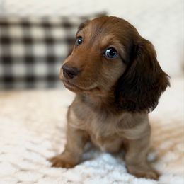 BRAXTON (AKC) - Red male Dachshund puppy in Valley Springs, California from Renberg's Elite Dachshunds