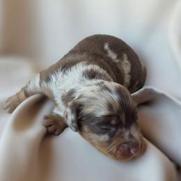 Oakley - Dapple male Dachshund puppy in Buckeye, Arizona from Duran Dachshunds