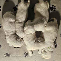 Golden Retriever Puppies from Graceful Goldens