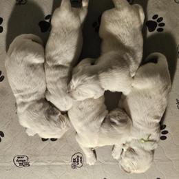 Golden Retriever Puppies from Graceful Goldens
