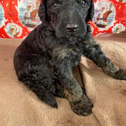 Poodle Puppies from Wonderland Kennel