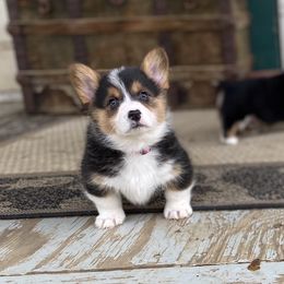 Pembroke Welsh Corgi Puppies from Bear Creek Corgis