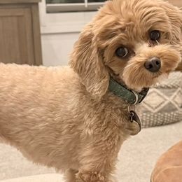 Cavapoos from Hamann's Cavapoo Puppies