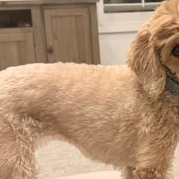 Cavapoos from Hamann's Cavapoo Puppies