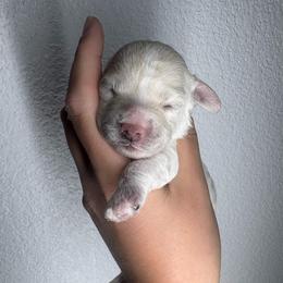 Cappuccino - White male Maltipoo puppy in Roseville, California from Sunshine’s Maltipoo’s