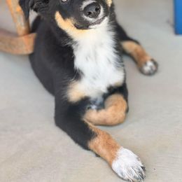 Lucy - Black Australian Shepherd puppy in Kentucky from Caywood Aussies