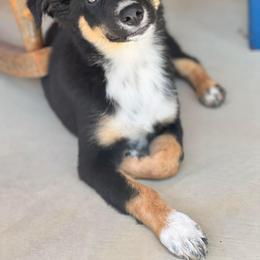 Lucy - Black Australian Shepherd puppy in Kentucky from Caywood Aussies